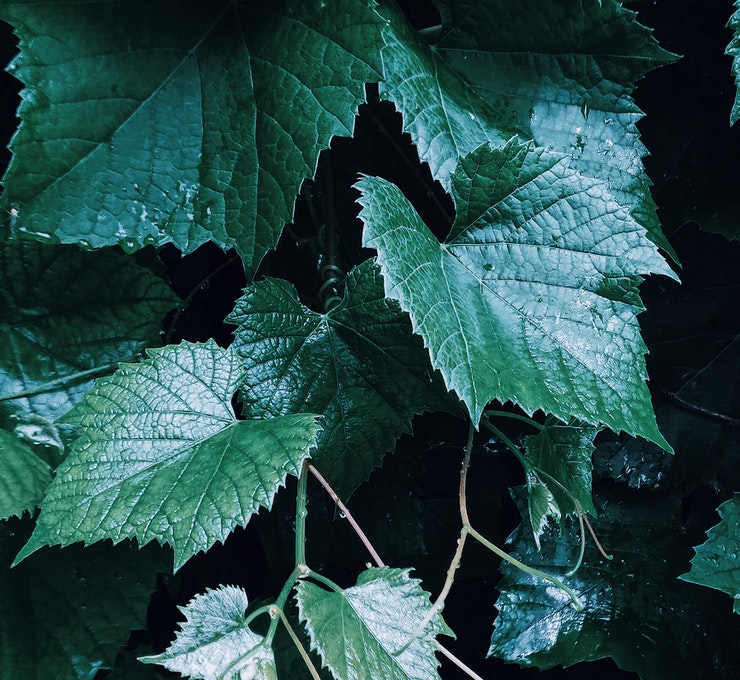 Portfolio Image